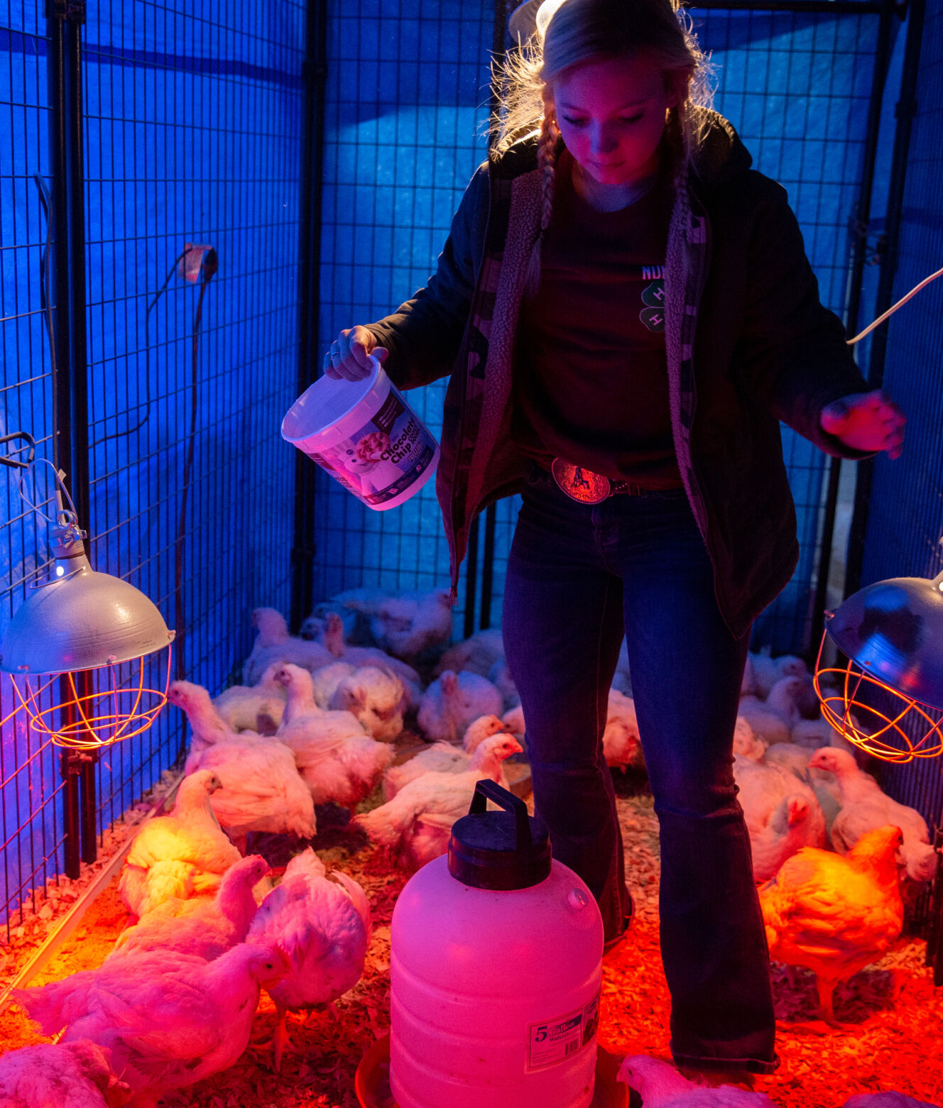 Livestock Chickens